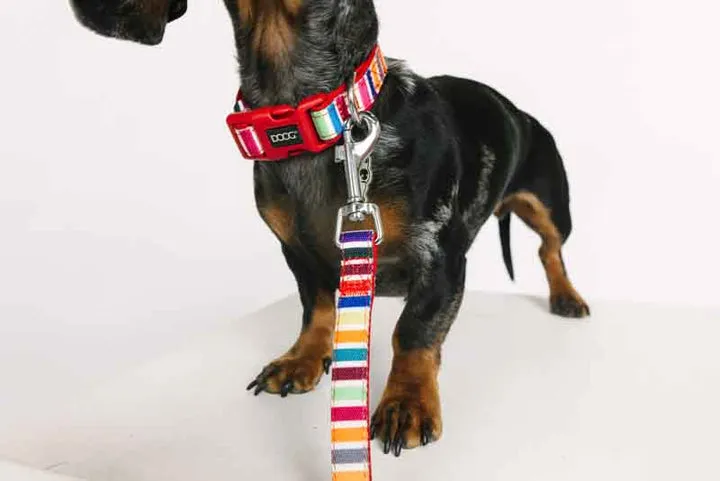 Collar Blk Reflct Stri md product image